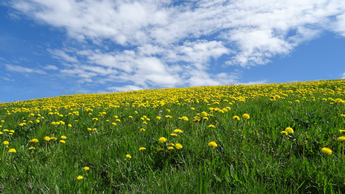 bavaria_allg_u_clouds_spring_meadow_dandelion-880480